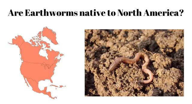 are earthworms native to north america