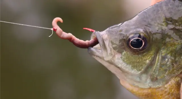 how to raise worms for fishing